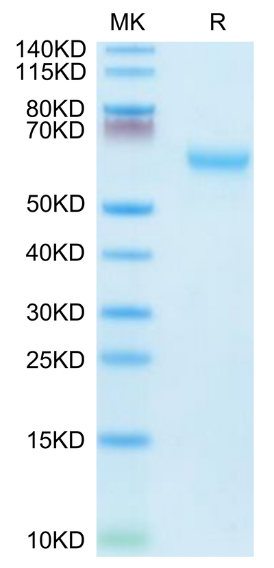 Mouse CD27 on Tris-Bis PAGE under reduced condition. The purity is greater than 95%.Recombinant Mouse CD27/TNFRSF7 Protein, Active