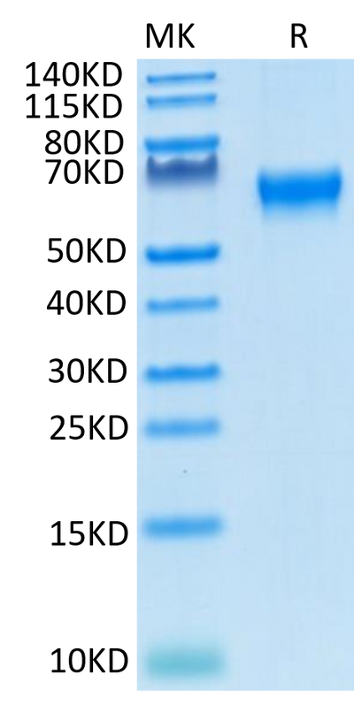 Cynomolgus/Rhesus macaque CD27 on Tris-Bis PAGE under reduced condition. The purity is greater than 95%.Recombinant Cynomolgus/Rhesus macaque CD27/TNFRSF7 Protein, Active