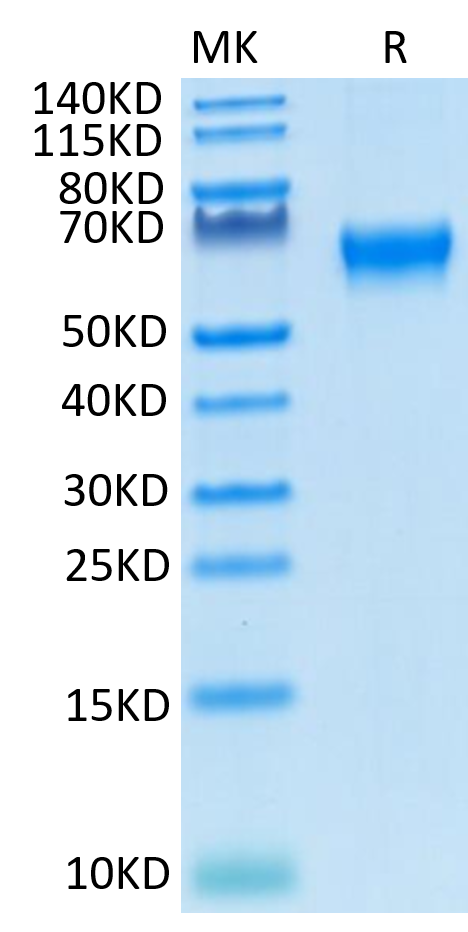 Cynomolgus/Rhesus macaque CD27 on Tris-Bis PAGE under reduced condition. The purity is greater than 95%.Recombinant Cynomolgus/Rhesus macaque CD27/TNFRSF7 Protein, Active