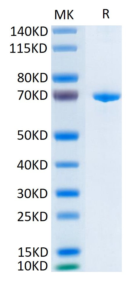 Human Her3 on Tris-Bis PAGE under reduced condition. The purity is greater than 95%.Recombinant Human Her3/ErbB3 Protein, Active