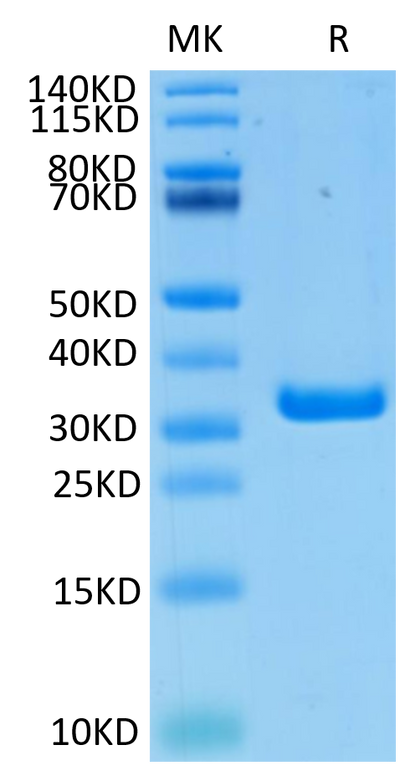 Biotinylated Human FGL1 on Tris-Bis PAGE under reduced condition. The purity is greater than 95%..Biotinylated Human FGL1 Protein, Active