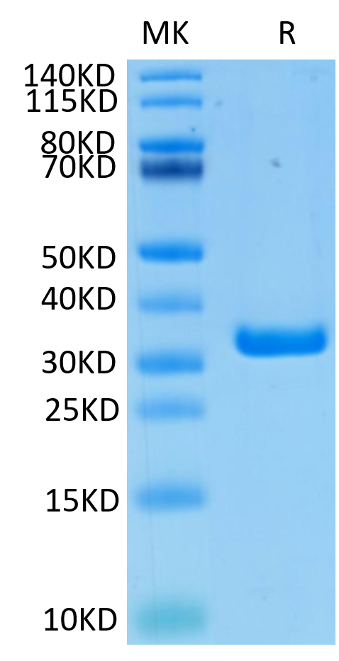 Biotinylated Human FGL1 on Tris-Bis PAGE under reduced condition. The purity is greater than 95%..Biotinylated Human FGL1 Protein, Active