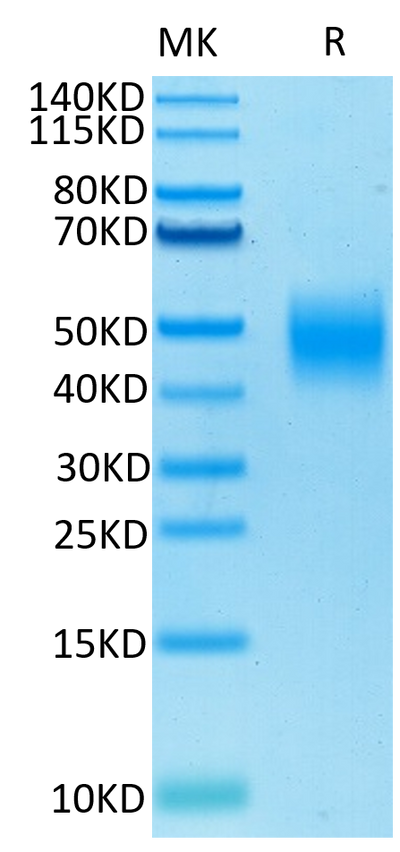 Biotinylated Human SLAMF7 on Tris-Bis PAGE under reduced condition. The purity is greater than 95%.Biotinylated Human SLAMF7/CRACC/CD319 Protein, Active