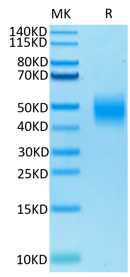 Biotinylated Human SLAMF7 on Tris-Bis PAGE under reduced condition. The purity is greater than 95%.Biotinylated Human SLAMF7/CRACC/CD319 Protein, Active