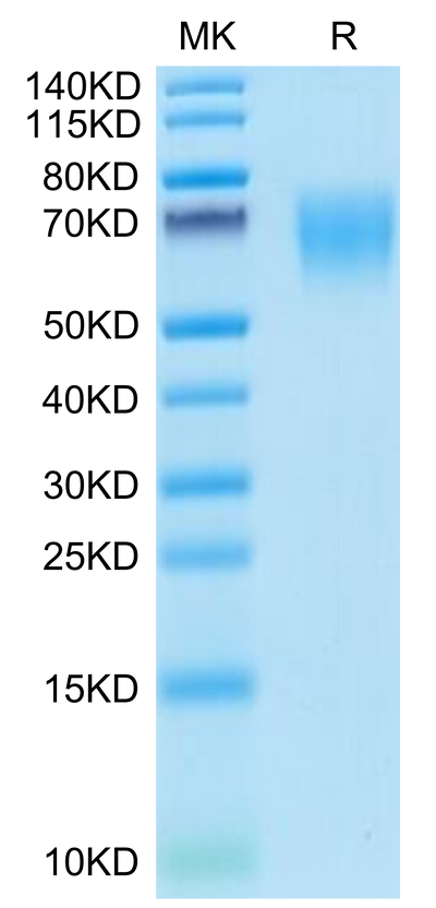 Mouse CD155 on Tris-Bis PAGE under reduced condition. The purity is greater than 95%.Recombinant Mouse CD155/PVR Protein, Active