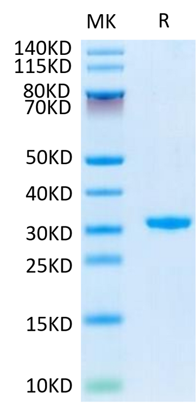 Human CD24 on Tris-Bis PAGE under reduced conditions. The purity is greater than 95%.Recombinant Human CD24 Protein, Active