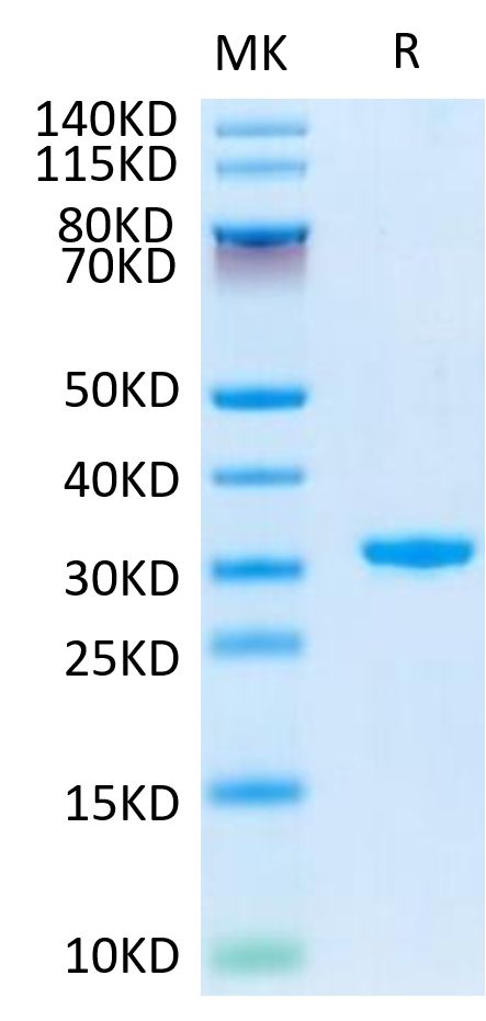 Human CD24 on Tris-Bis PAGE under reduced conditions. The purity is greater than 95%.Recombinant Human CD24 Protein, Active