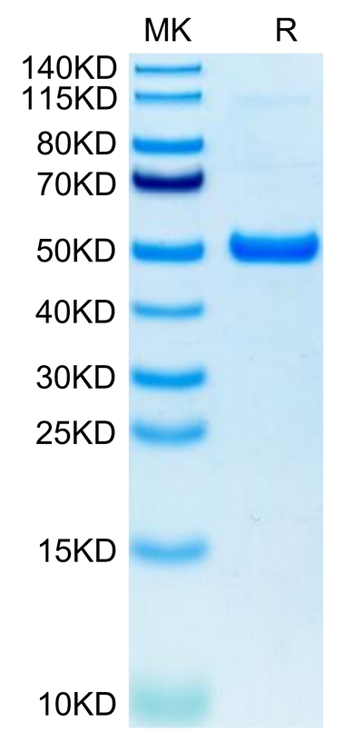 Human GITR on Tris-Bis PAGE under reduced condition. The purity is greater than 95%.Recombinant Human GITR/TNFRSF18 Protein, Active