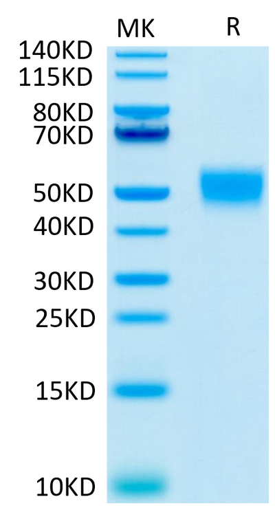 Human CD24 on Tris-Bis PAGE under reduced condition. The purity is greater than 95%.Recombinant Human CD24 Protein, Active