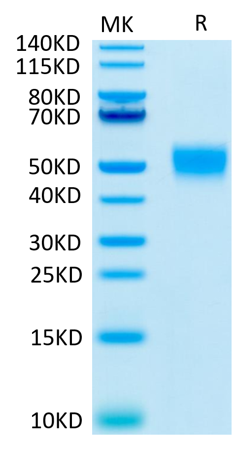 Human CD24 on Tris-Bis PAGE under reduced condition. The purity is greater than 95%.Recombinant Human CD24 Protein, Active