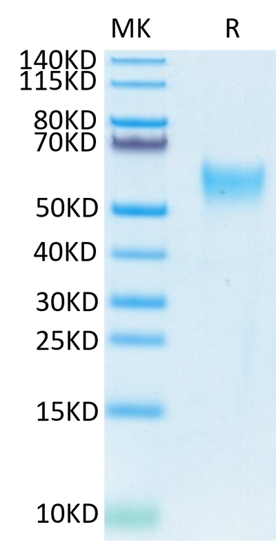 Biotinylated Human CD24 on Tris-Bis PAGE under reduced conditions. The purity is greater than 95%.Biotinylated Human CD24 Protein (Primary Amine Labeling), Active