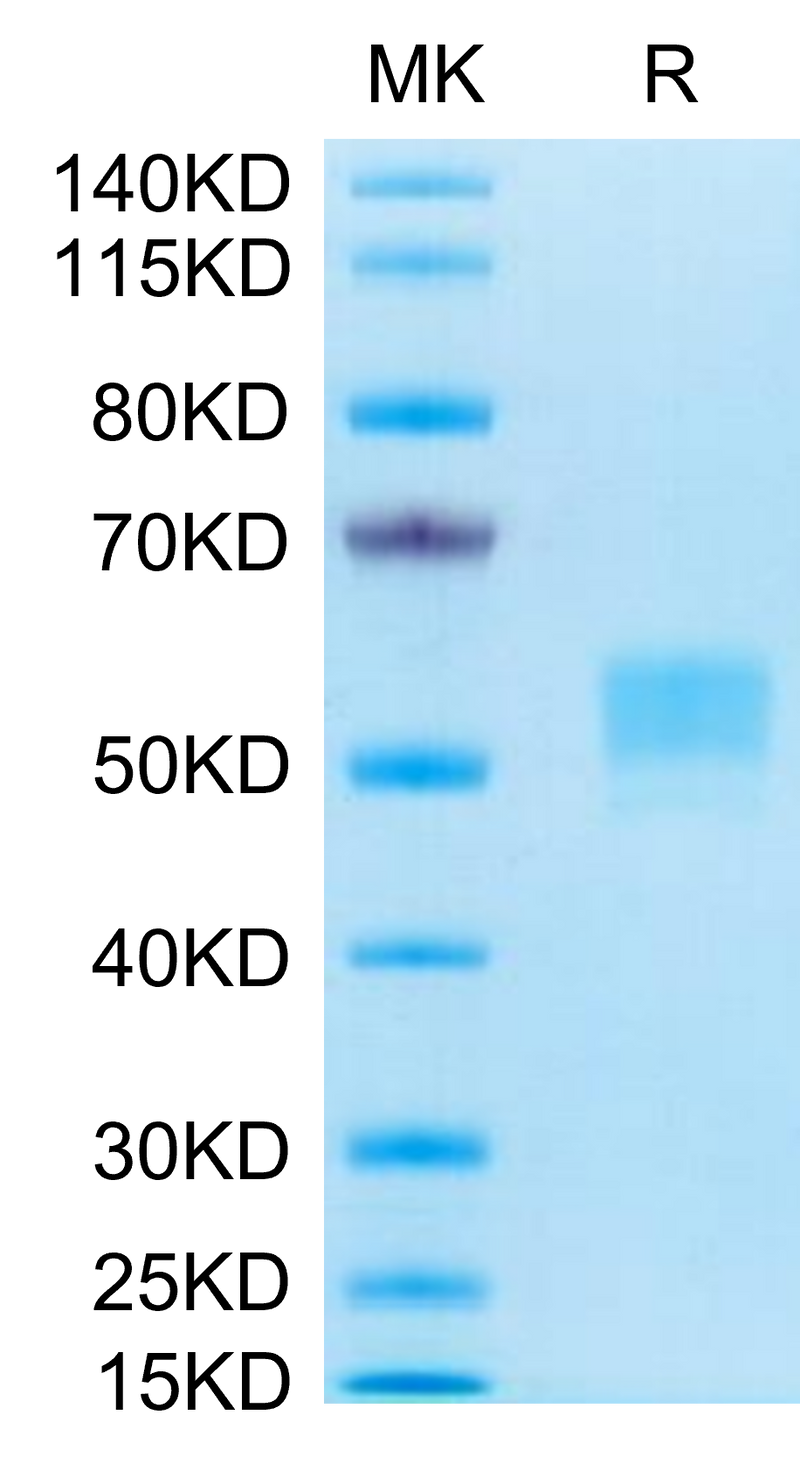 Human CD79B on Tris-Bis PAGE under reduced conditions. The purity is greater than 95%.Recombinant Human CD79B Protein, Active
