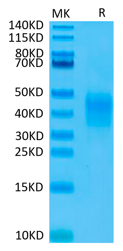 Biotinylated CD79B on Tris-Bis PAGE under reduced condition. The purity is greater than 95%.Biotinylated Human CD79B Protein, Active
