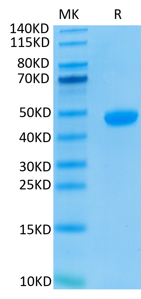 Biotinylated Human Nectin-4 on Tris-Bis PAGE under reduced conditions. The purity is greater than 95%.Biotinylated Human Nectin-4 Protein, Active