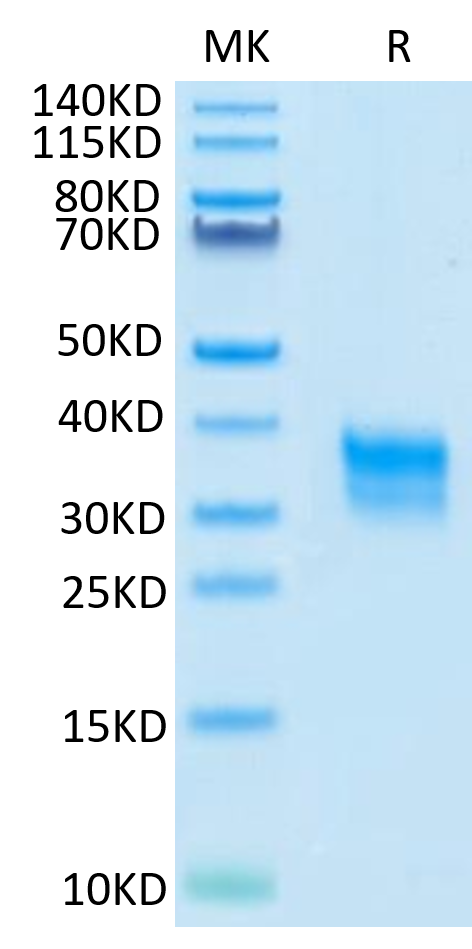 Cynomolgus Fc gamma RIIA on Tris-Bis PAGE under reduced condition. The purity is greater than 95%.Recombinant Cynomolgus Fc gamma RIIA/CD32a Protein, Active