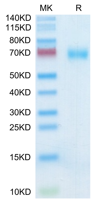 Human SLAMF7 on Tris-Bis PAGE under reduced condition. The purity is greater than 95%.Recombinant Human SLAMF7/CRACC/CD319 Protein, Active