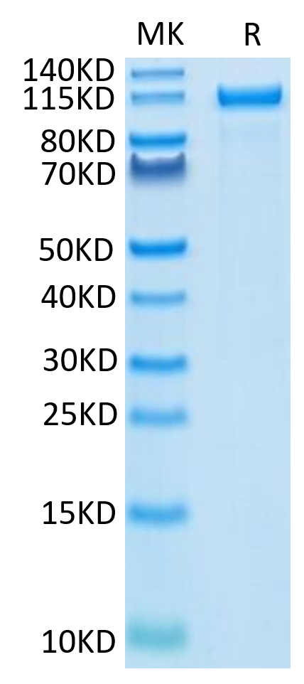 Human Her2 on Tris-Bis PAGE under reduced condition. The purity is greater than 95%.Recombinant Human Her2/ErbB2 Protein, Active
