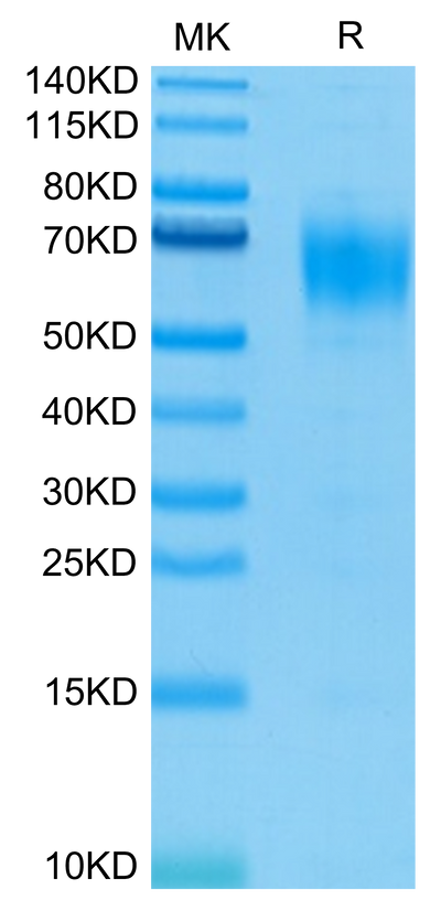 Biotinylated Human IL-13Ra1 on Tris-Bis PAGE under reduced condition. The purity is greater than 95%.Biotinylated Human IL-13Ra1 Protein, Active