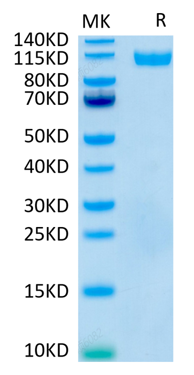 Human Siglec-4a on Tris-Bis PAGE under reduced conditions. The purity is greater than 95%.Recombinant Human Siglec-4a/MAG Protein, Active