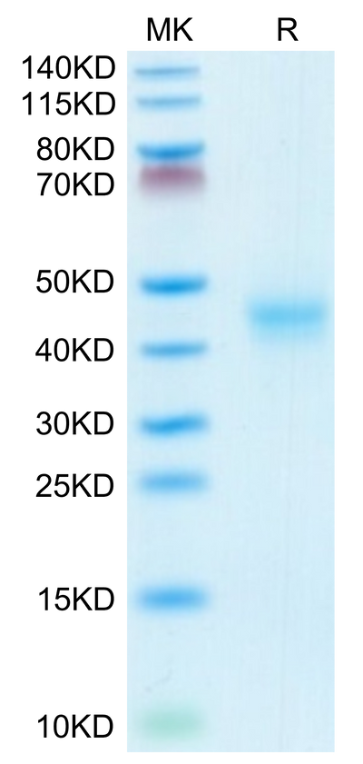 Mouse CD52 on Tris-Bis PAGE under reduced conditions. The purity is greater than 95%.Recombinant Mouse CD52 Protein