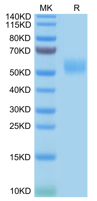 Human SIRP Beta on Tris-Bis PAGE under reduced conditions. The purity is greater than 95%.Recombinant Human SIRP Beta/CD172b Protein