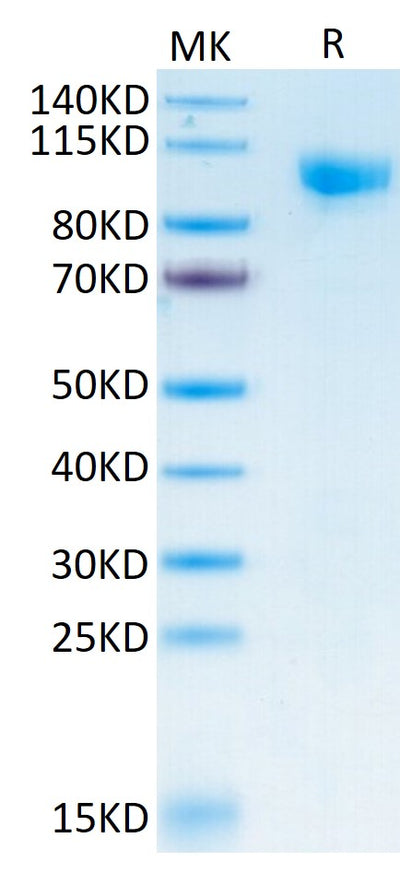 Human Siglec-10 on Tris-Bis PAGE under reduced conditions. The purity is greater than 95%Recombinant Human Siglec-10 Protein, Active