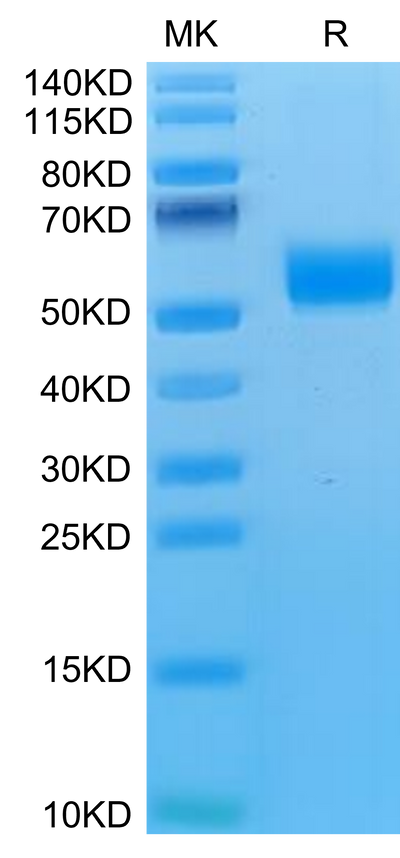 Mouse NKG2D on Tris-Bis PAGE under reduced condition. The purity is greater than 95%.Recombinant Mouse NKG2D/CD314 Protein