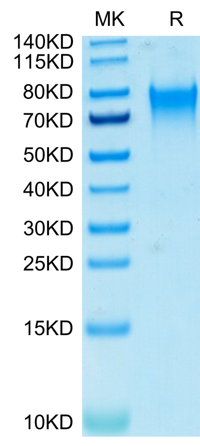 Biotinylated Human Nectin-3 on Tris-Bis PAGE under reduced conditions. The purity is greater than 95%.Biotinylated Human Nectin-3/CD113 Protein, Active