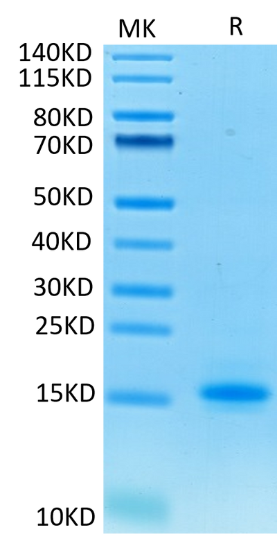 Human CD3E on Tris-Bis PAGE under reduced condition. The purity is greater than 95%.Recombinant Human CD3E/CD3 epsilon Protein, Active