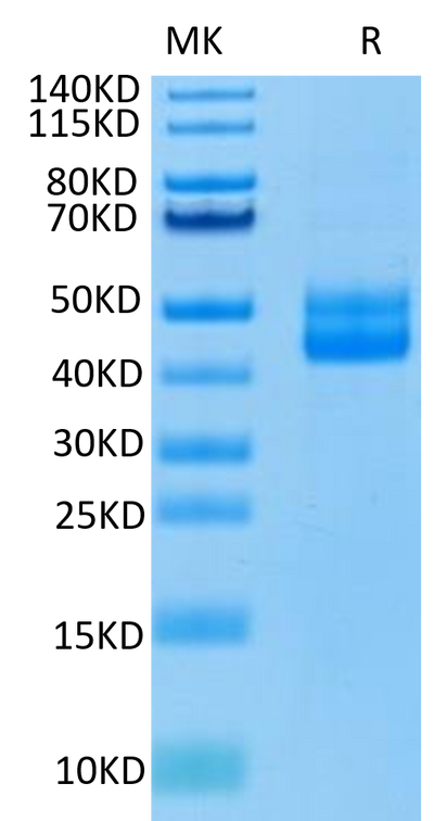 Human CD3E on Tris-Bis PAGE under reduced condition. The purity is greater than 95%.Recombinant Human CD3E/CD3 epsilon Protein, Active