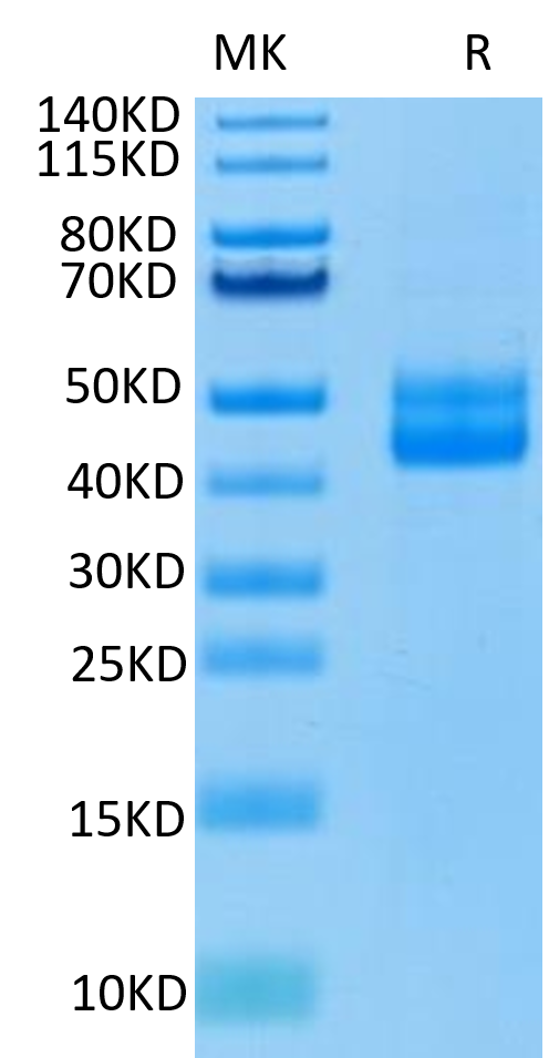 Human CD3E on Tris-Bis PAGE under reduced condition. The purity is greater than 95%.Recombinant Human CD3E/CD3 epsilon Protein, Active