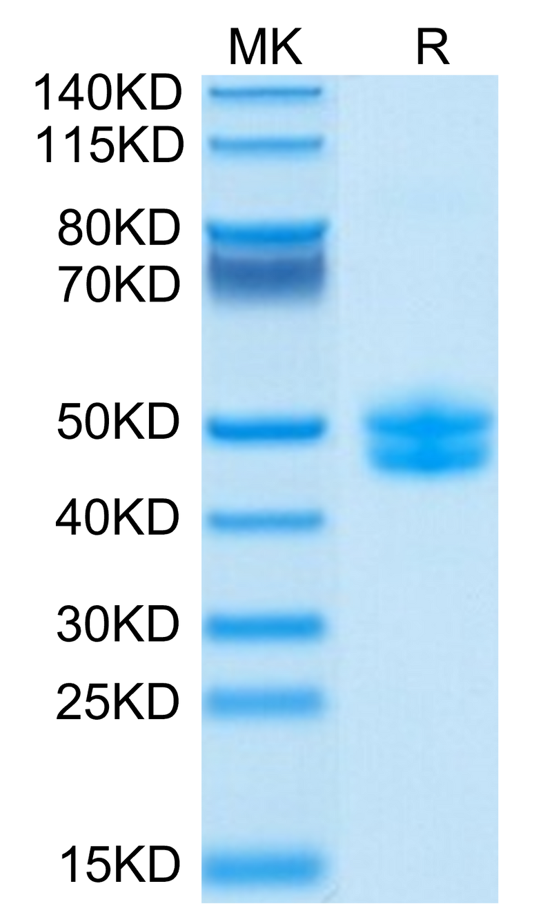 Biotinylated Cynomolgus CD3E&CD3G on Tris-Bis PAGE under reduced conditions. The purity is greater than 95%.Biotinylated Cynomolgus CD3E&CD3G/CD3 epsilon&CD3 gamma Protein (Primary Amine Labeling), Active