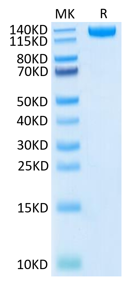 Biotinylated SARS-COV-2 Spike S1 on Tris-Bis PAGE under reduced condition. The purity is greater than 95%.Biotinylated SARS-COV-2 Spike S1 Protein, Active