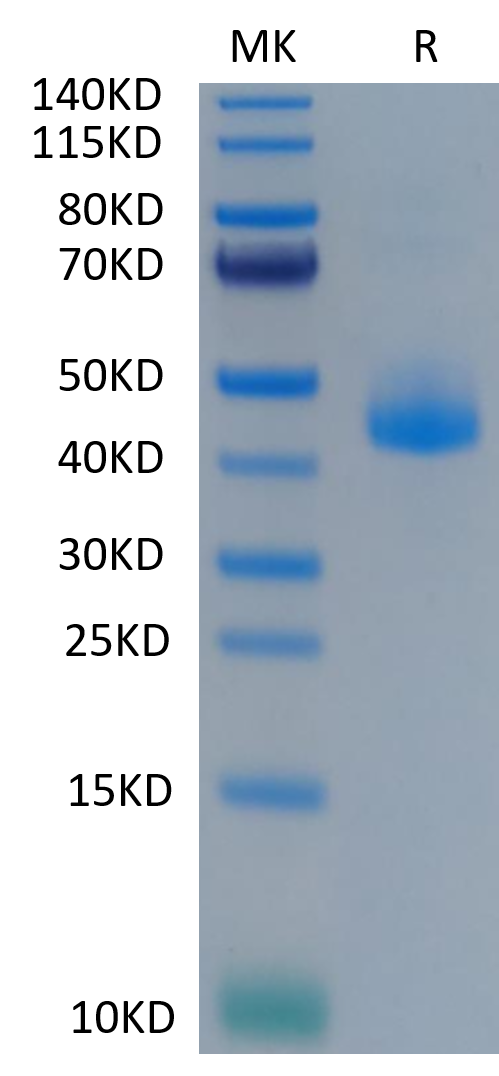 Cynomolgus CD3E on Tris-Bis PAGE under reduced condition. The purity is greater than 95%.Recombinant Cynomolgus CD3E/CD3 epsilon Protein, Active