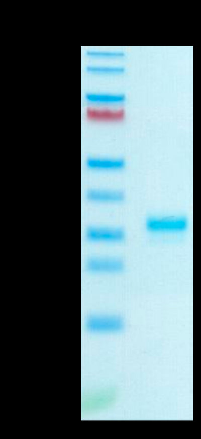 Human IgG1 Fc on Tris-Bis PAGE under reduced condition. The purity is greater than 95%.Recombinant Human IgG1 Fc Protein, Active