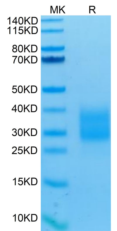 Human NKp30 on Tris-Bis PAGE under reduced conditions. The purity is greater than 95%.Recombinant Human NKp30/NCR3/CD337 Protein, Active