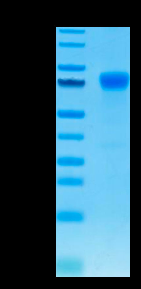 Human PD-L1 on Tris-Bis PAGE under reduced condition. The purity is greater than 95%.Recombinant Human PD-L1/B7-H1 Protein, Active