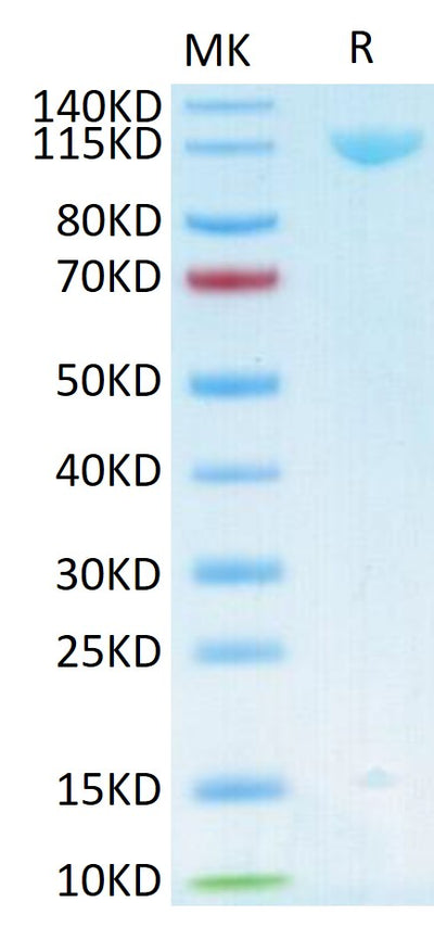 Human Her3 on Tris-Bis PAGE under reduced conditions. The purity is greater than 95%.Recombinant Human Her3/ErbB3 Protein, Active