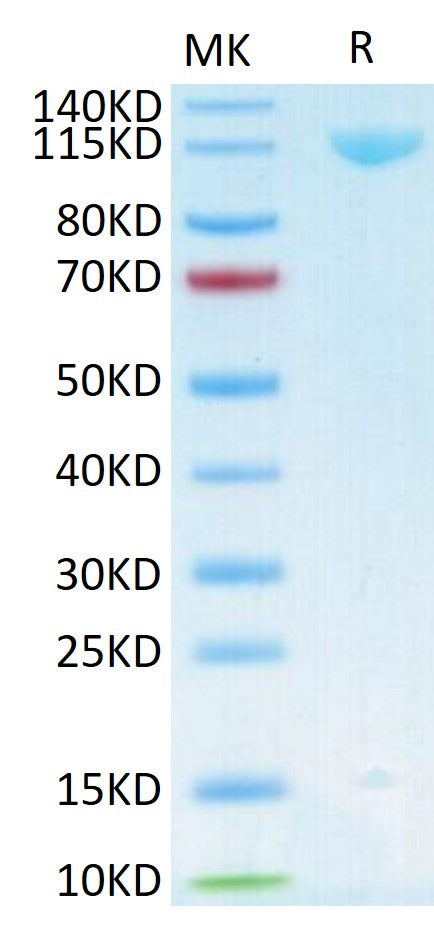 Human Her3 on Tris-Bis PAGE under reduced conditions. The purity is greater than 95%.Recombinant Human Her3/ErbB3 Protein, Active