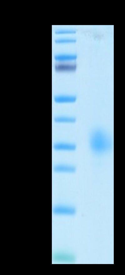 Human LAIR1 on Tris-Bis PAGE under reduced conditions. The purity is greater than 95%.Recombinant Human LAIR1/CD305 Protein, Active