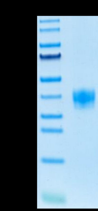Mouse LILRB4 on Tris-Bis PAGE under reduced conditions. The purity is greater than 95%.Recombinant Mouse LILRB4/CD85k/ILT3 Protein, Active
