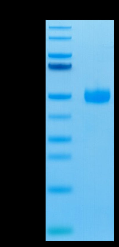 Biotinylated Human SIRP gamma on Tris-Bis PAGE under reduced condition. The purity is greater than 95%..Biotinylated Human SIRP gamma/CD172g Protein, Active