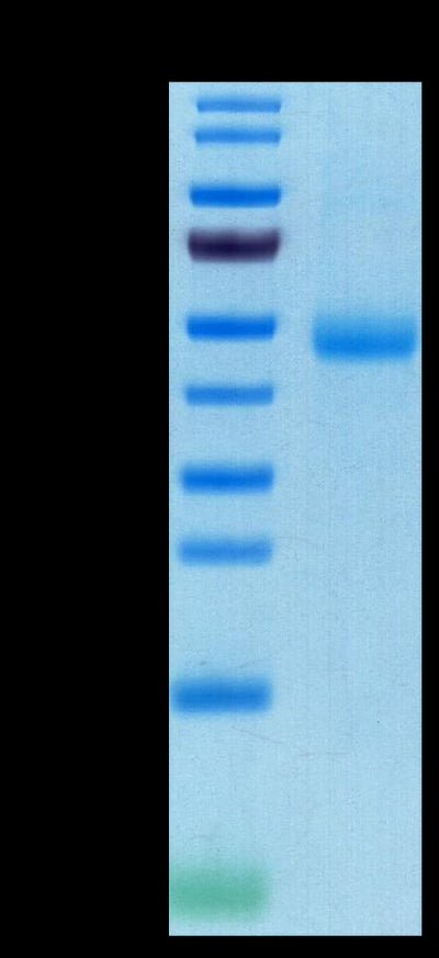 Human SIRP Gamma on Tris-Bis PAGE under reduced conditions. The purity is greater than 95%..Recombinant Human SIRP Gamma/CD172g Protein, Active