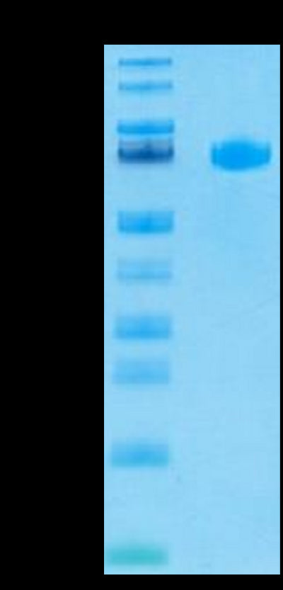 Human LILRB5 on Tris-Bis PAGE under reduced condition. The purity is greater than 95%.Recombinant Human LILRB5/CD85c/LIR-8 Protein