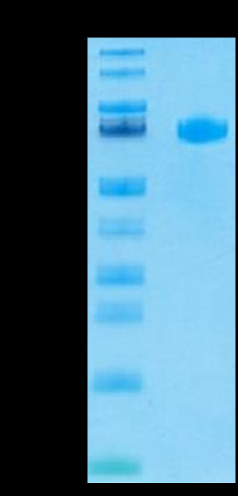 Human LILRB5 on Tris-Bis PAGE under reduced condition. The purity is greater than 95%.Recombinant Human LILRB5/CD85c/LIR-8 Protein