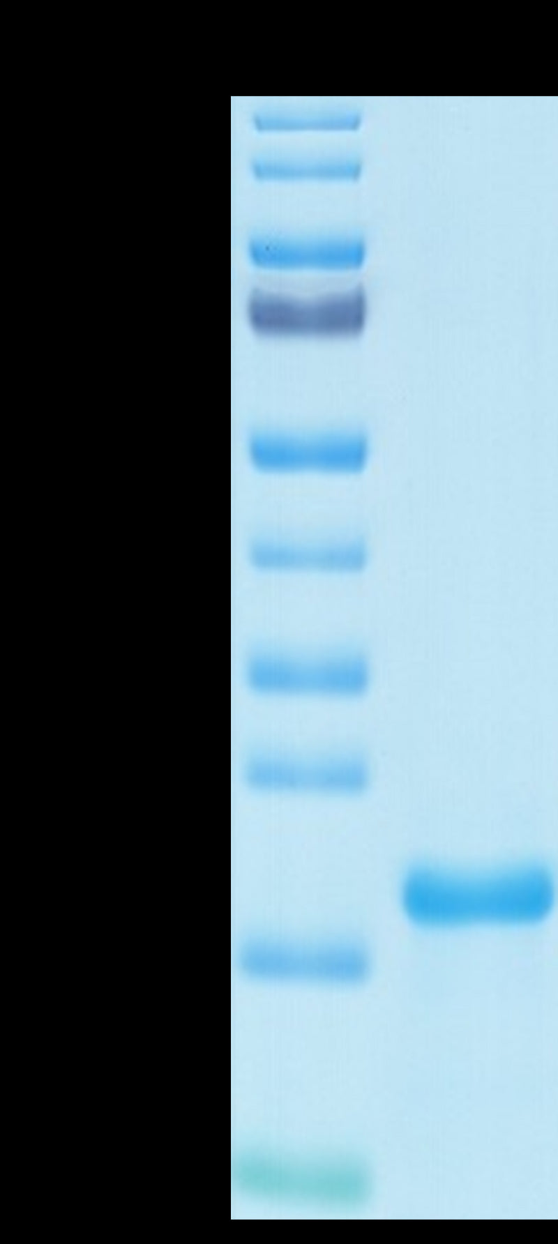 SARS-COV-2 NP NTD Domain on Tris-Bis PAGE under reduced condition. The purity is greater than 95%.Recombinant SARS-COV-2 Nucleocapsid Protein NTD Domain Protein