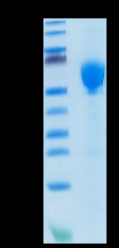 Human GITR Ligand Trimer on Tris-Bis PAGE under reduced condition. The purity is greater than 95%.Recombinant Human GITR Ligand/TNFSF18 Trimer Protein, Active