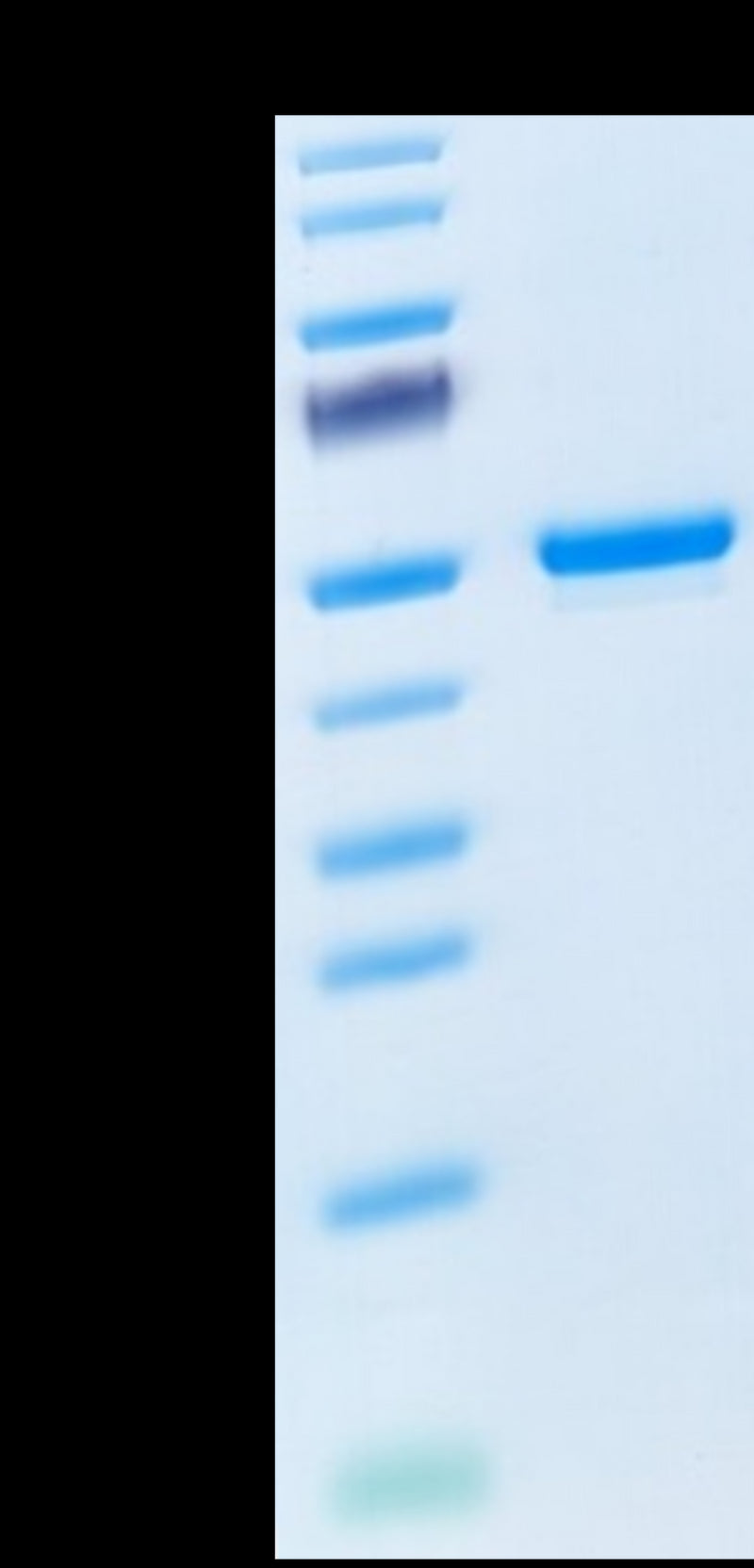 Mouse GITR Ligand on Tris-Bis PAGE under reduced condition. The purity is greater than 95%.Recombinant Mouse GITR Ligand/TNFSF18 Protein