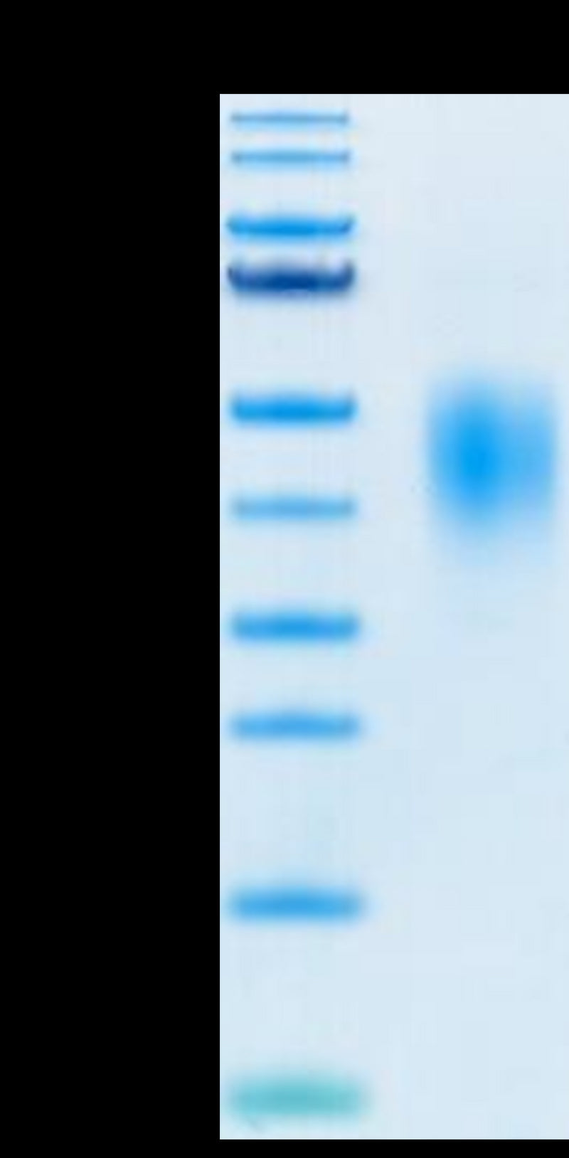 Biotinylated Human PD-L2 on Tris-Bis PAGE under reduced condition. The purity is greater than 95%.Biotinylated Human PD-L2/B7-DC Protein, Active