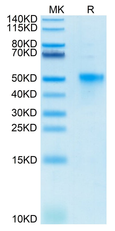 Biotinylated Human OX40 on Tris-Bis PAGE under reduced condition. The purity is greater than 95%.Biotinylated Human OX40/TNFRSF4/CD134 Protein, Active